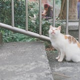 猴硐猫村
