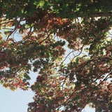 紅葉のはじまり