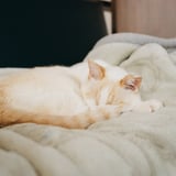 ねこ