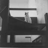 ねこ