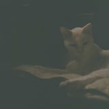 ねこ