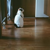 ねこ
