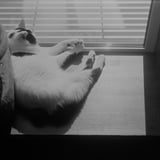 ねこ