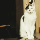 ねこ