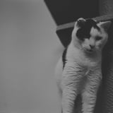 ねこ