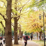 紅葉祭
