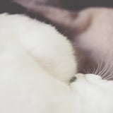 ねこ