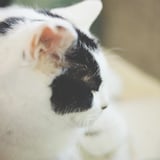 ねこ