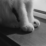 ねこ
