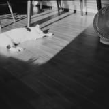 ねこ