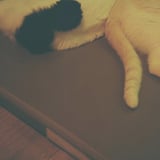 ねこのしっぽ