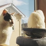 ねことねこの背中