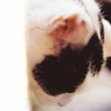 ねこ