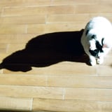 ねこ