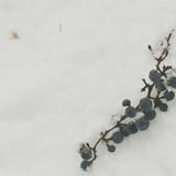 雪