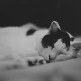 ねこ