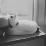 ねこ