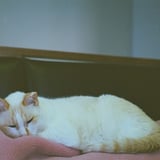 ねこ