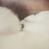 ねこ