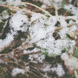 雪