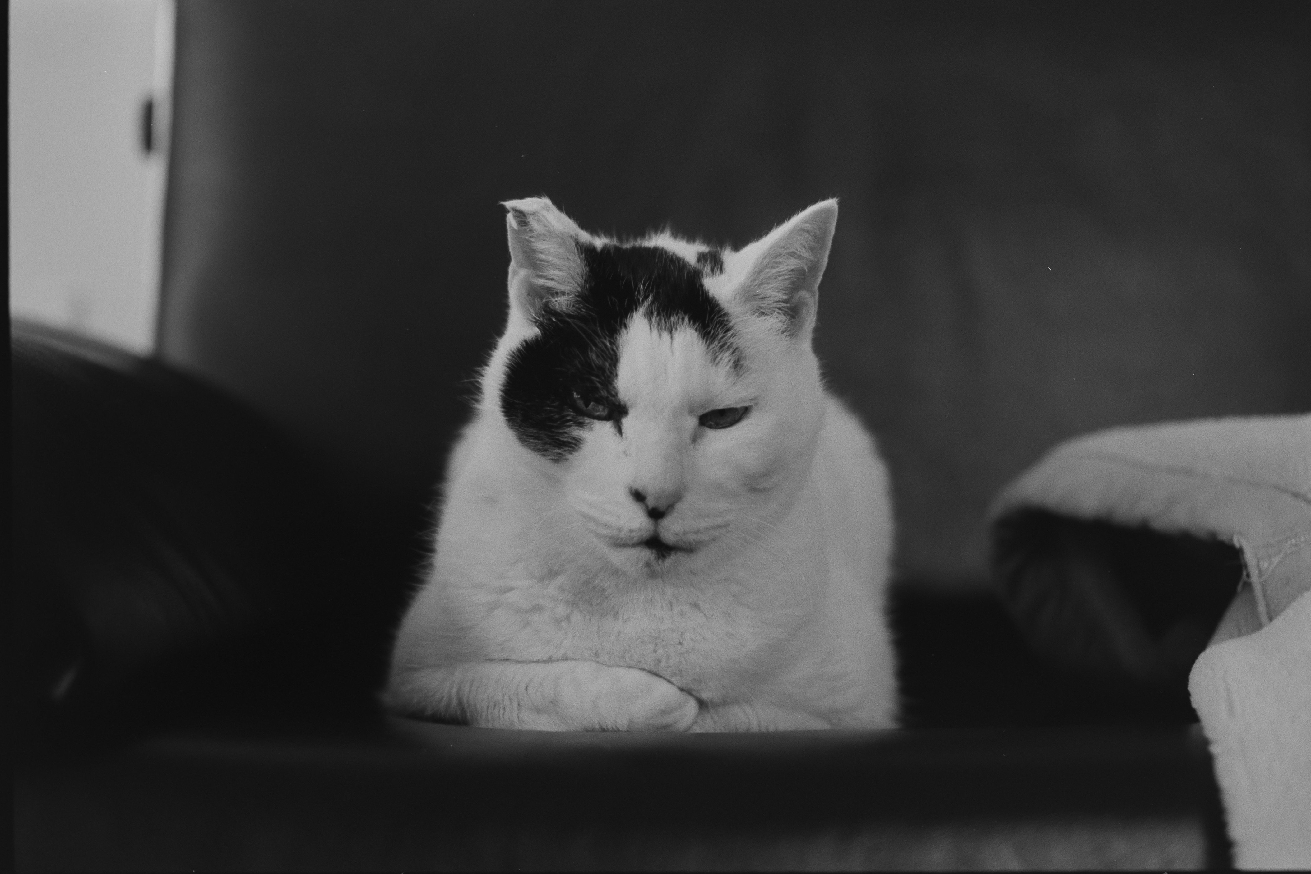 ねこ