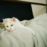 ねこ