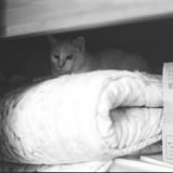 ねこ