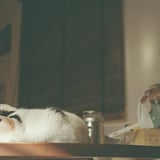 ねこ