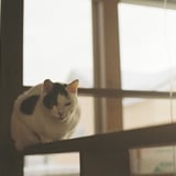 ねこ