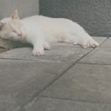ねこ