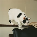 ねこ