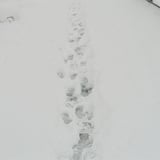 雪