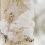 雪