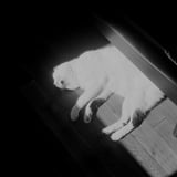 ねこ