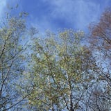 ざわざわする空