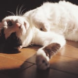 ねこ