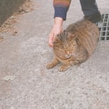 猴硐猫村