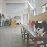 猴硐