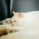 ねこ