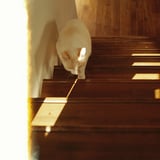ねこ