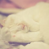 ねこ