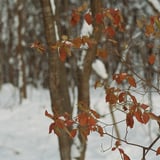雪