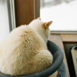 ねこ