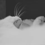 ねこ