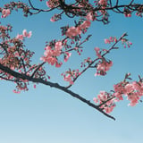 もうすぐ春ですね