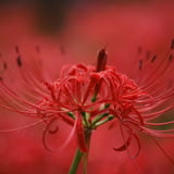 曼珠沙華