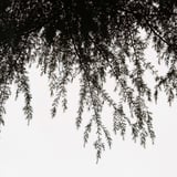 陰葉