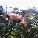 秋薔薇咲き誇る