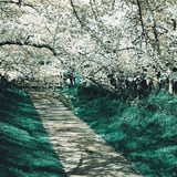 タコ桜