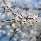 権現堂の桜